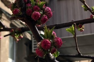 Ничто не остановит весну: в Одессе цветут сакуры и магнолии