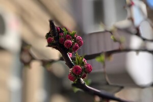 Ничто не остановит весну: в Одессе цветут сакуры и магнолии