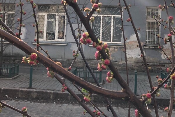 Ничто не остановит весну: в Одессе цветут сакуры и магнолии