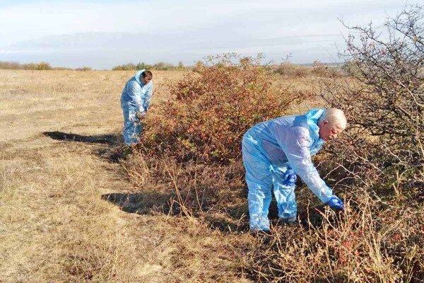 В Одесской области разложили более 200 тысяч приманок с вакциной от бешенства